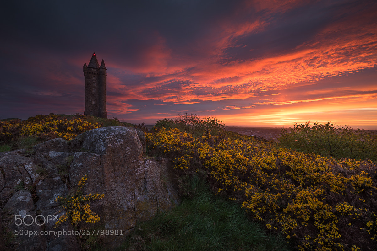 Nikon D810 sample photo. Scrabo sunrise photography