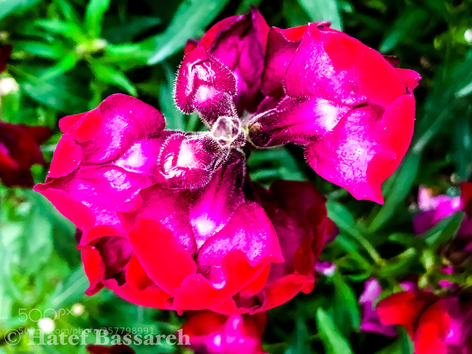 Apple iPhone X sample photo. Hati_18 photography