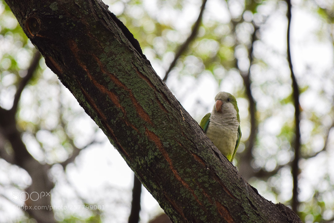 Nikon D3300 sample photo. A parrot in the photography