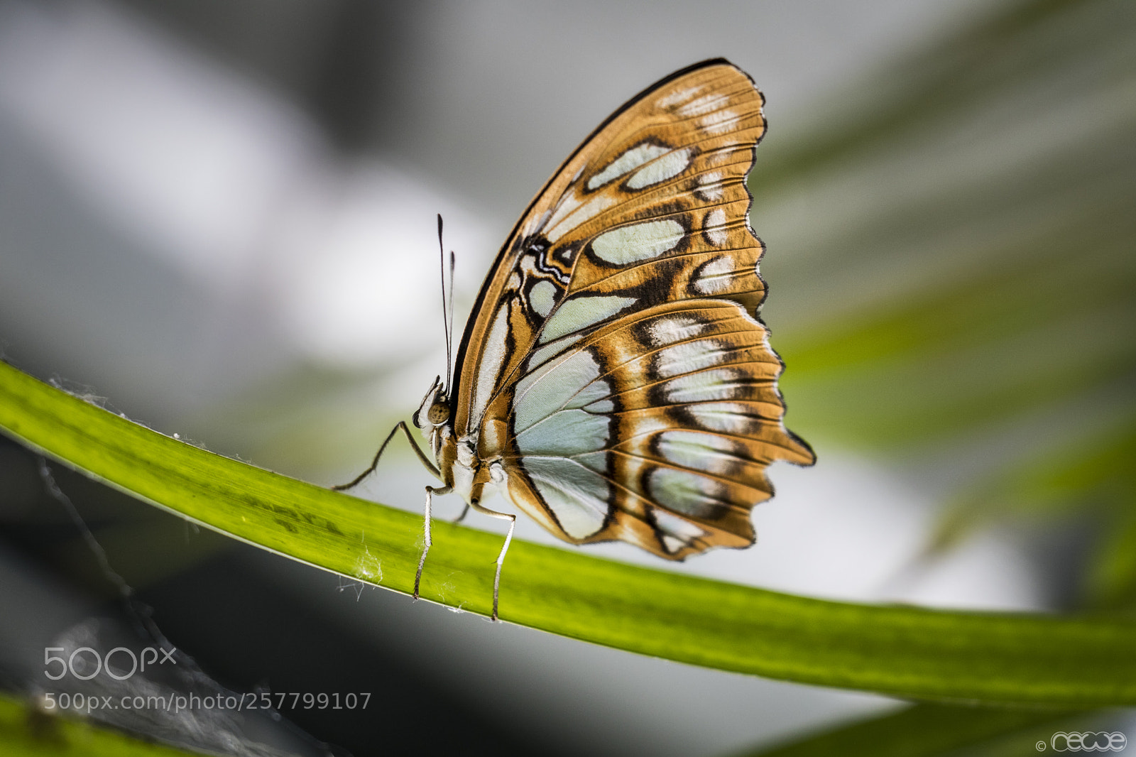 Canon EOS 760D (EOS Rebel T6s / EOS 8000D) sample photo. Butterfly art photography