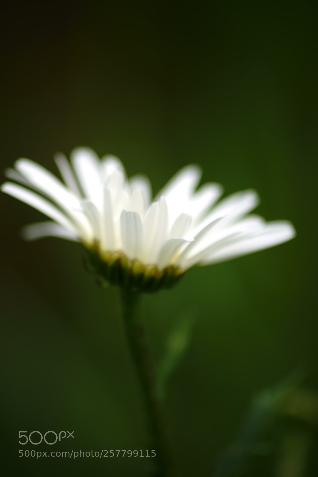 Sony a7 II sample photo. Portrait of a daisy photography