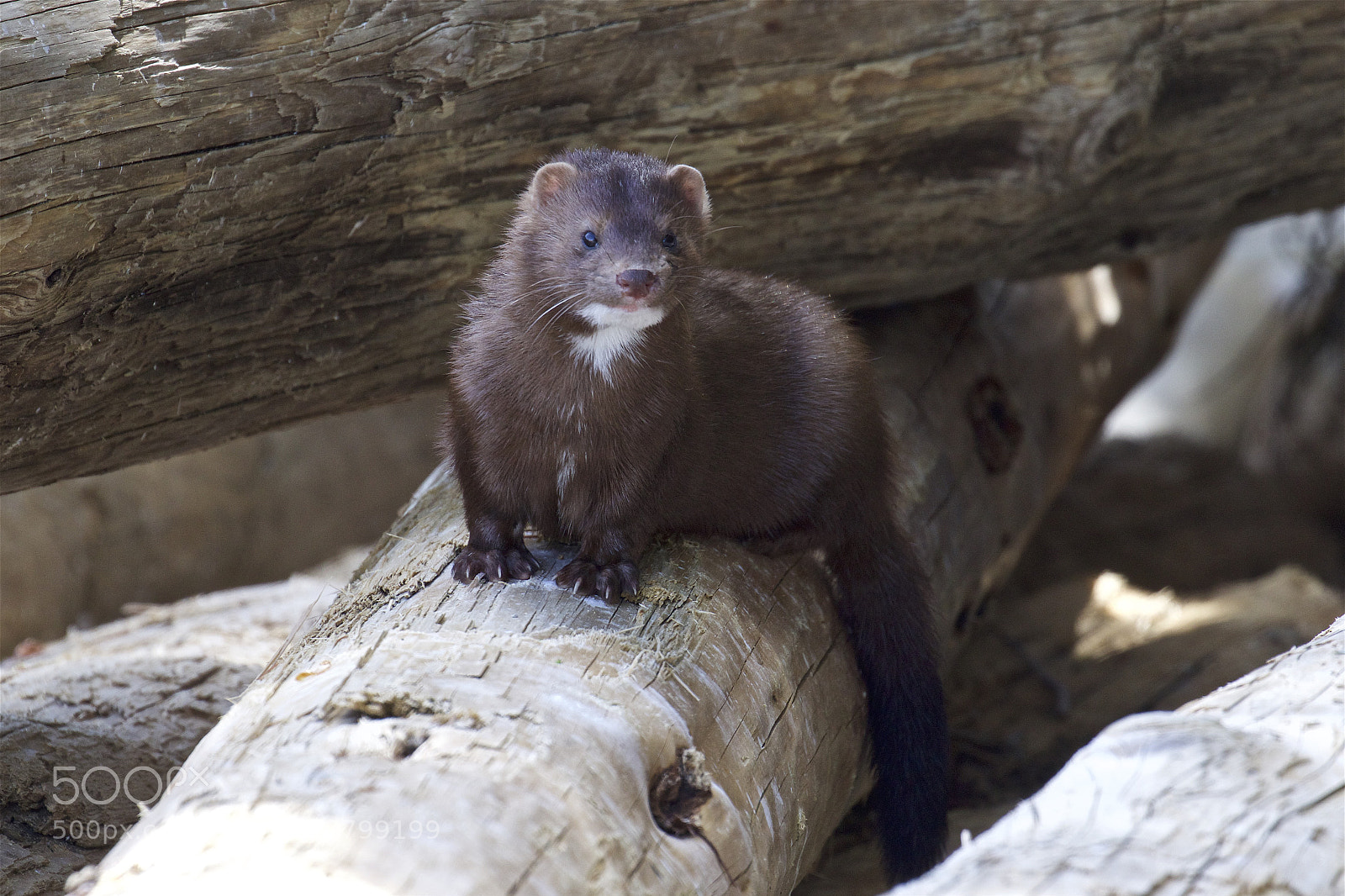 Canon EOS 7D Mark II sample photo. A mink hunting beach photography