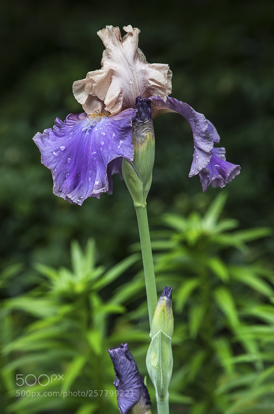 Nikon D850 sample photo. Bearded iris 'edith wolford' photography