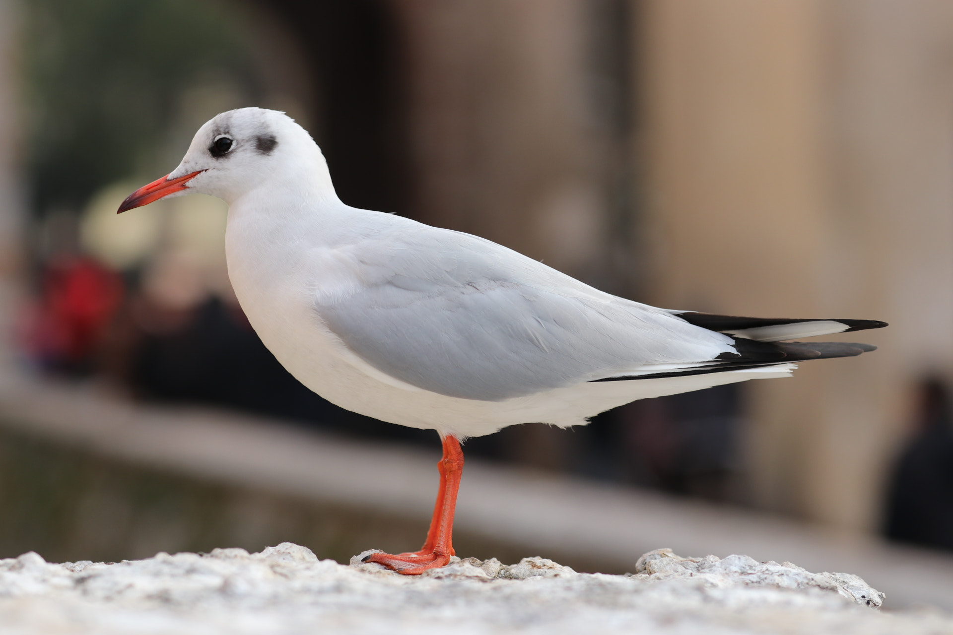 Canon EOS 80D sample photo. Bird photography