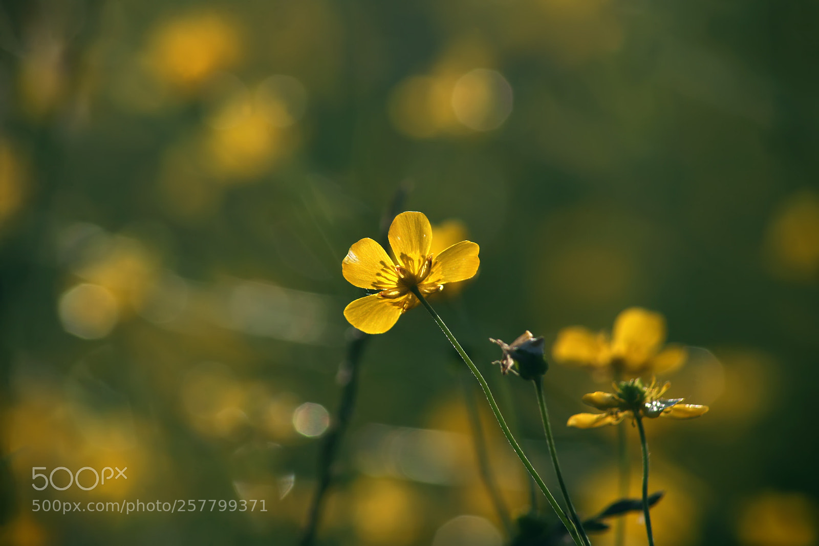 Canon EOS 5D sample photo. Yellow flowers on green photography