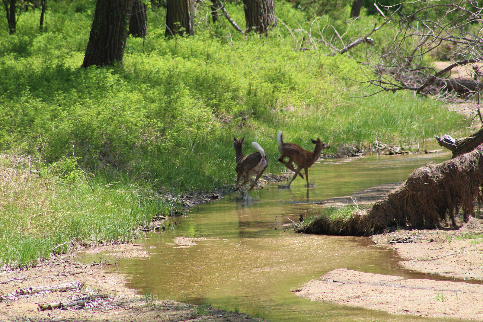 Canon EOS 1300D (EOS Rebel T6 / EOS Kiss X80) sample photo. Deer in a creek. photography