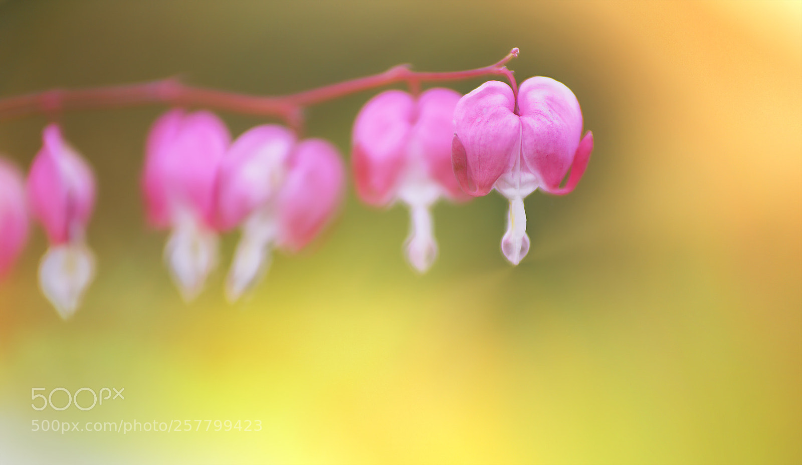 Sony a7R II sample photo. Hengende herzen ... photography