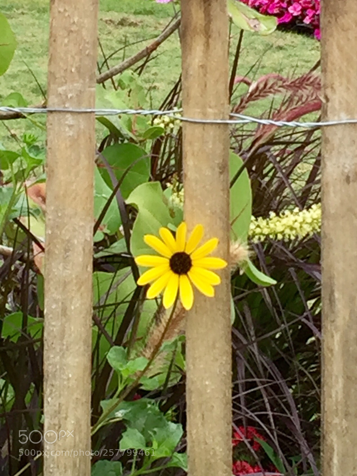 Apple iPhone 6 sample photo. Beautiful mini flower photography