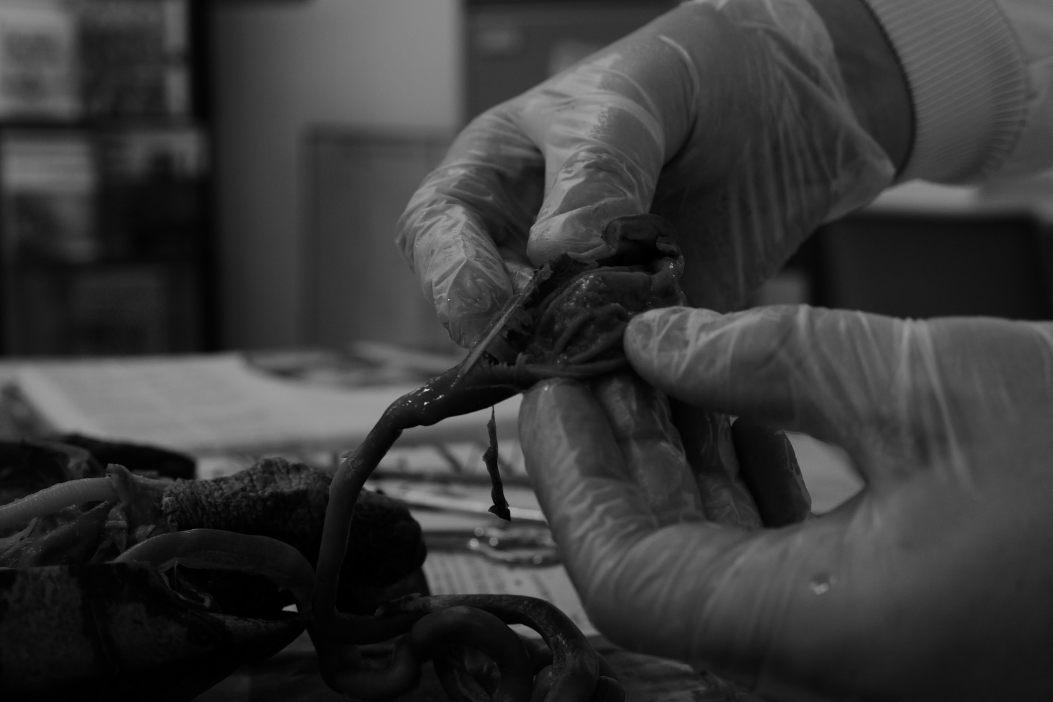 Leica CL sample photo. Dissection photography