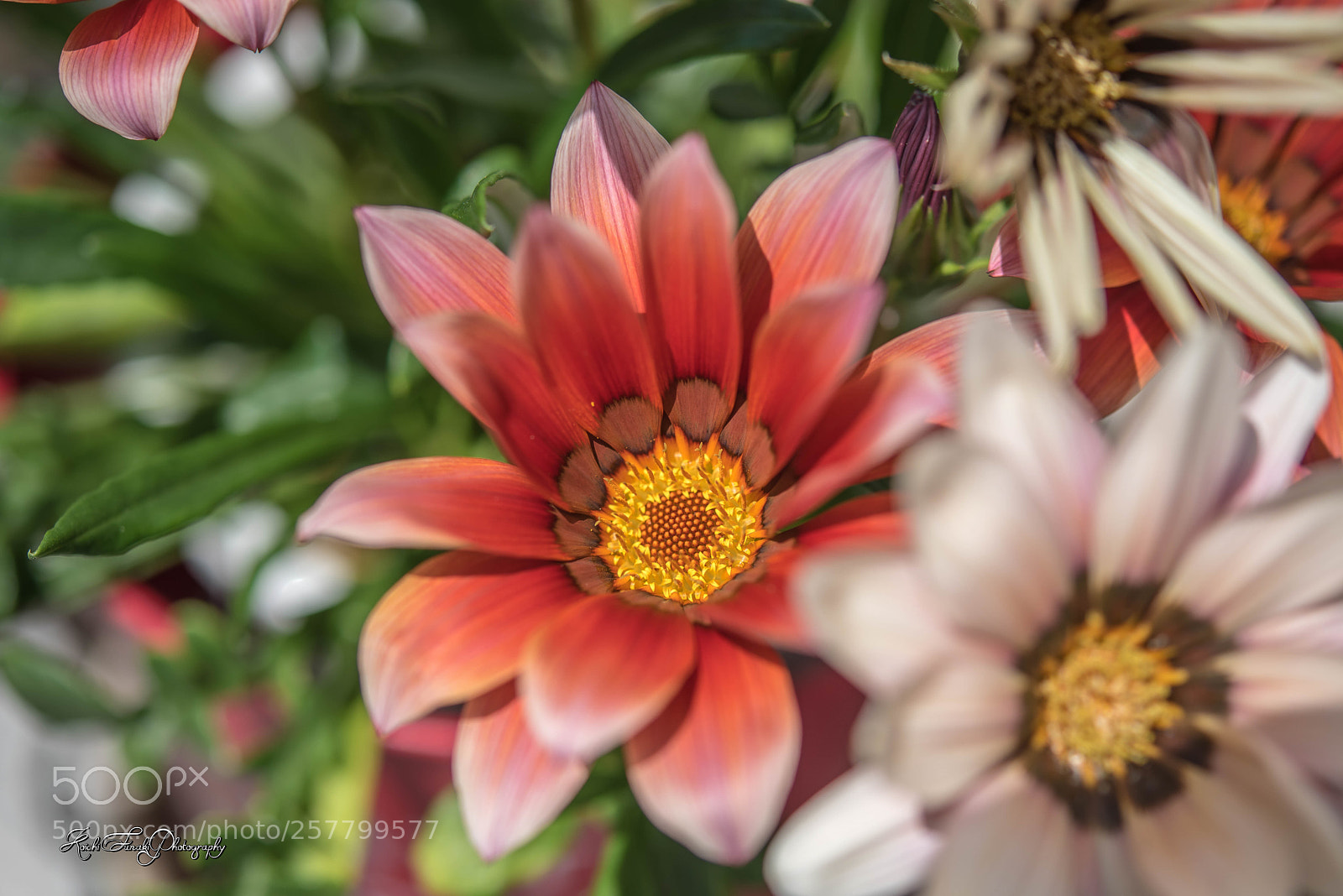 Nikon D810 sample photo. Flowers blooming in the photography