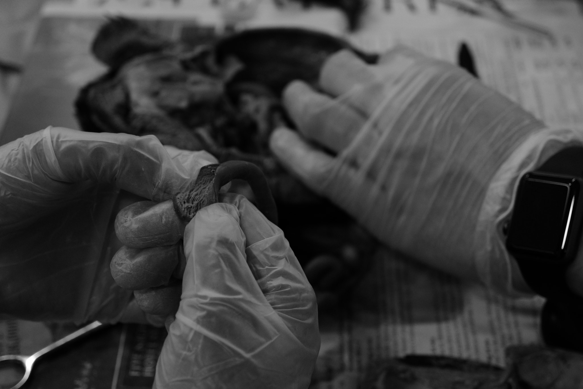 Leica CL sample photo. Dissection photography
