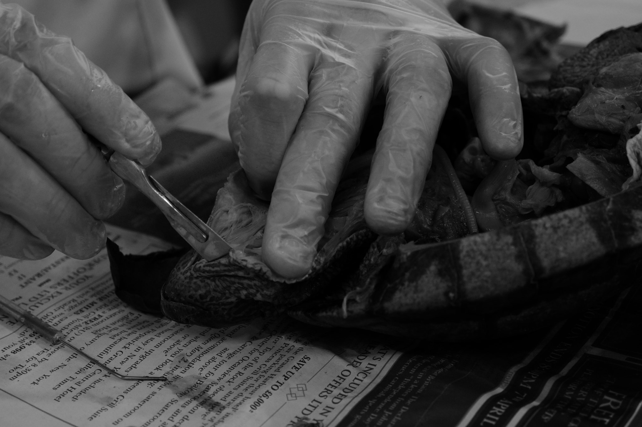 Leica CL sample photo. Dissection photography