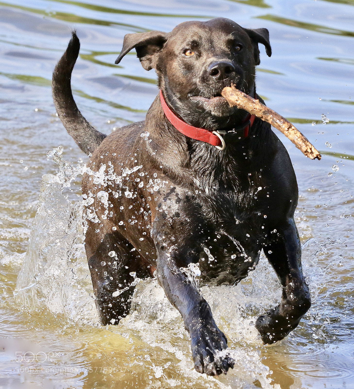 Canon EOS 7D Mark II sample photo. Morning  fun    photography