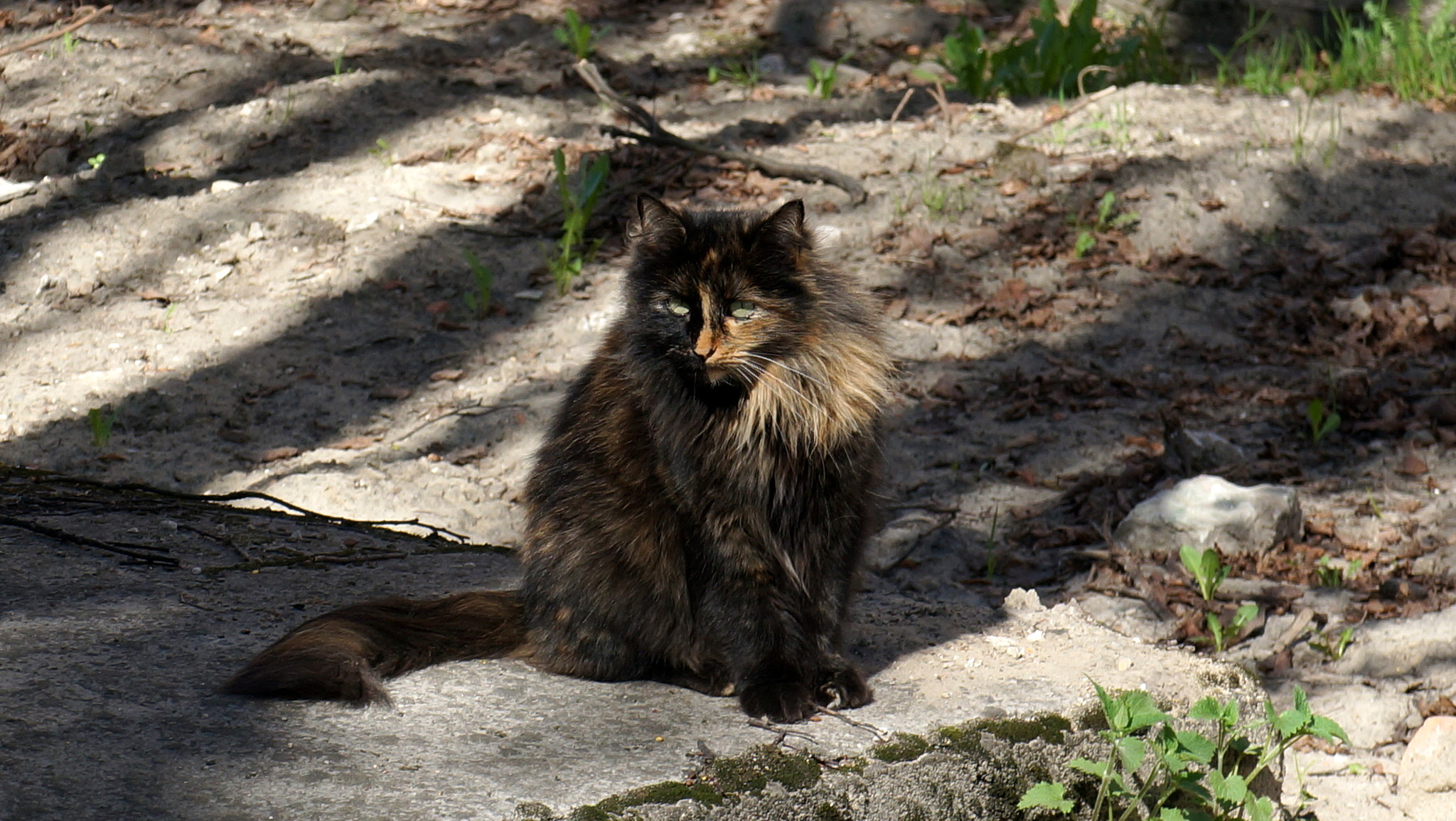 Sony Alpha NEX-5R sample photo. Кошка. photography