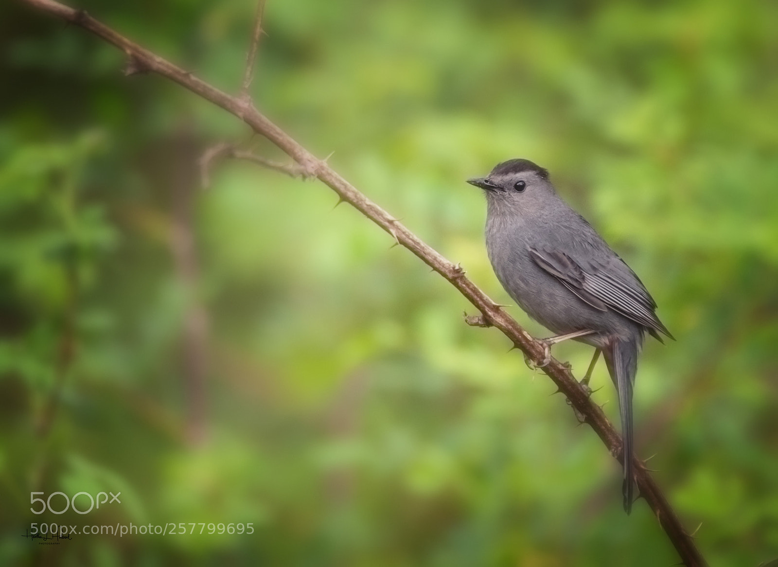 Nikon D810 sample photo. Grey catbird photography