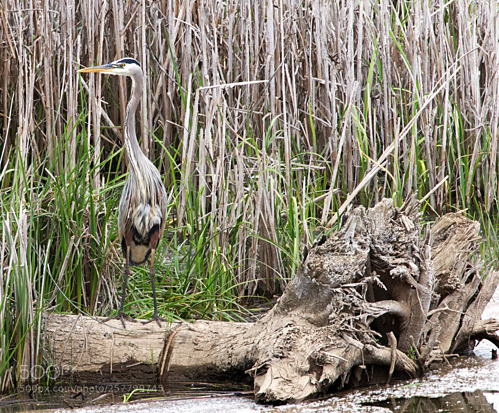 Canon EOS 70D sample photo. Blending in. photography