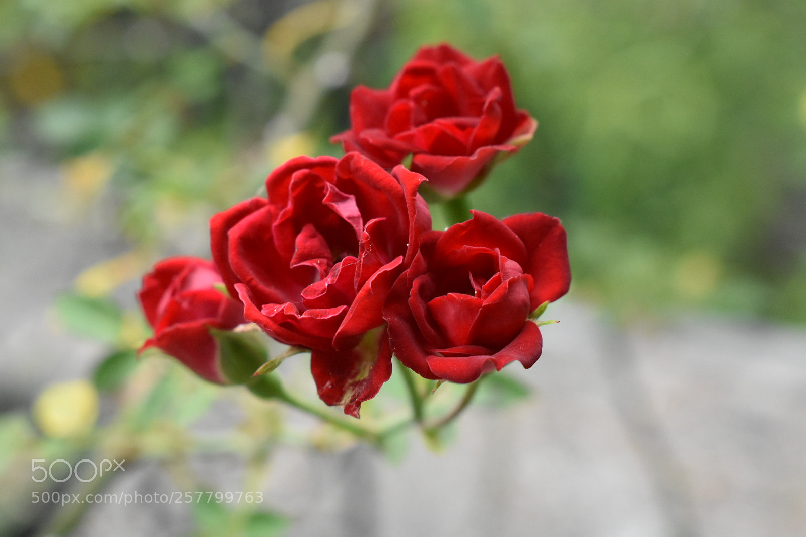 Nikon D3400 sample photo. Red rose photography