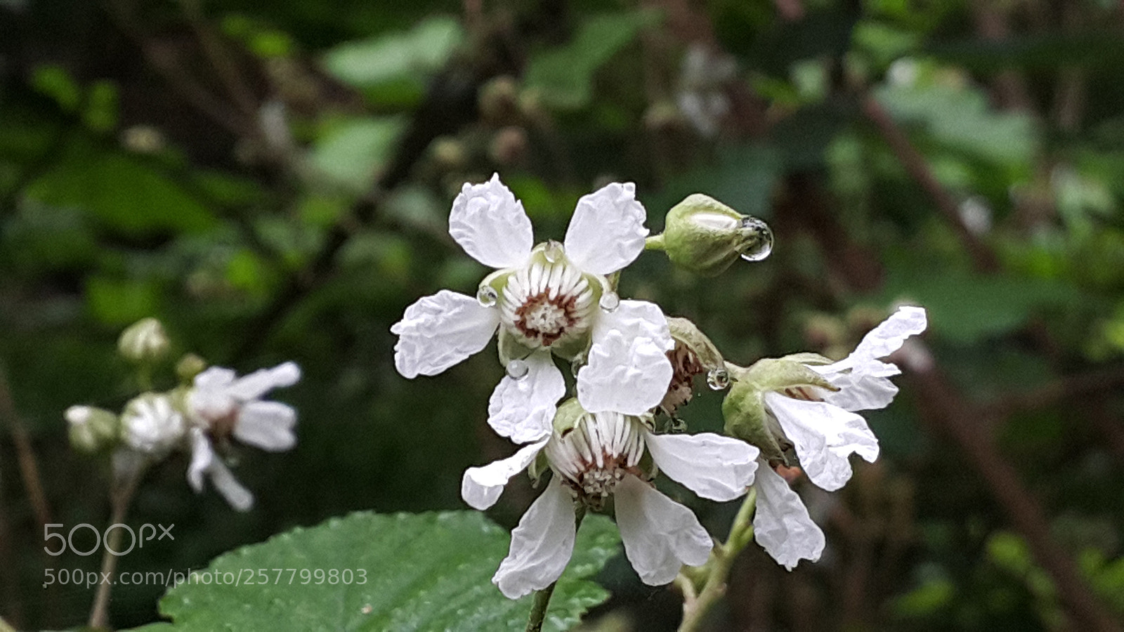 Samsung Galaxy Note4 sample photo. Untitled photography