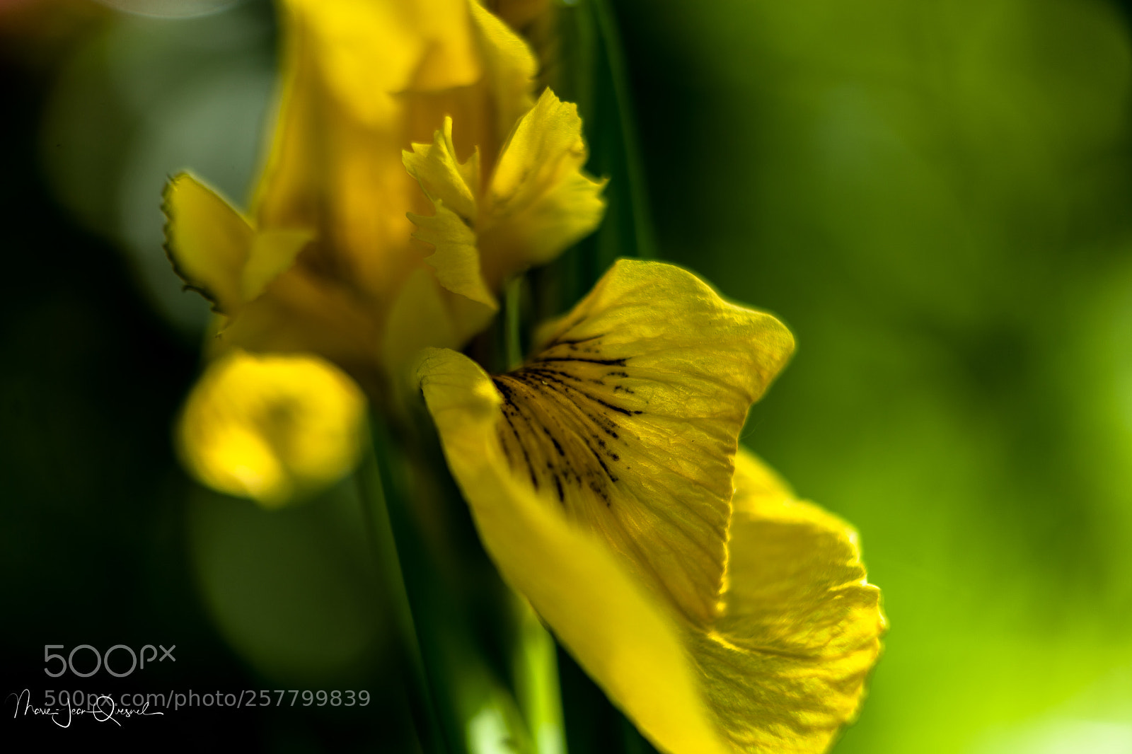 Canon EOS 5D Mark II sample photo. Lys d'eau fra chement photography