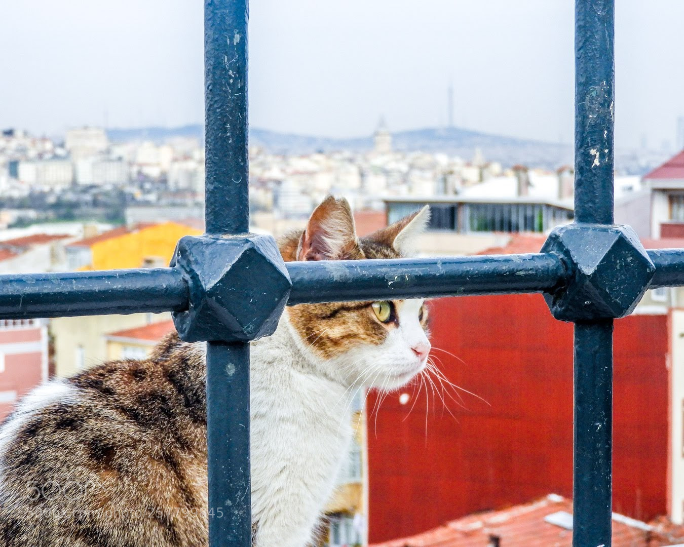 Nikon Coolpix B700 sample photo. Istanbul's cat photography