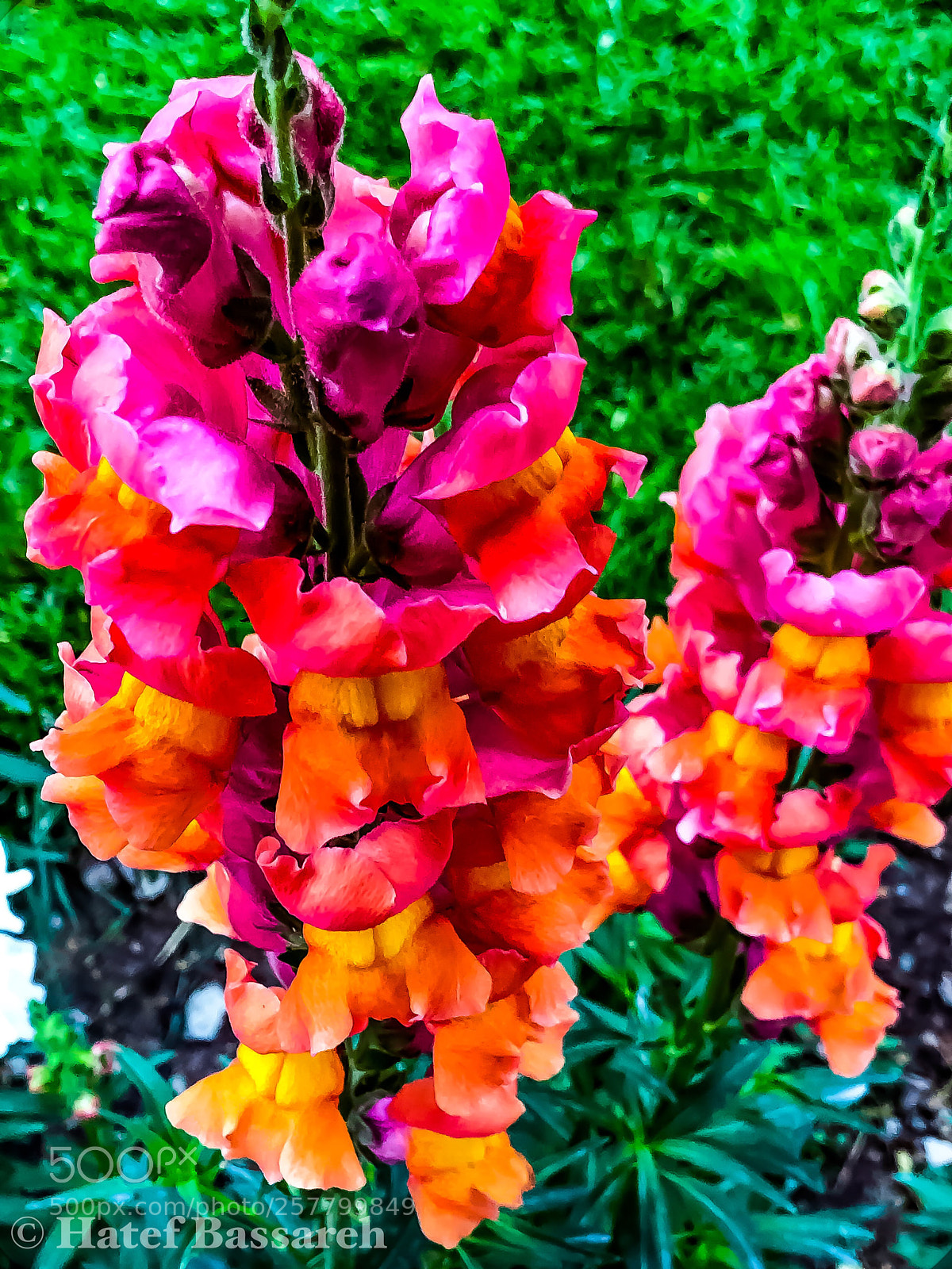 Apple iPhone X sample photo. Hati_19 photography
