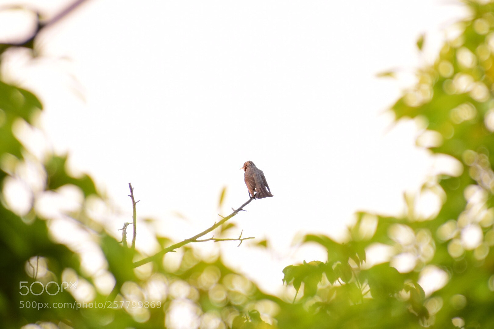 Nikon D5300 sample photo. Bird photography