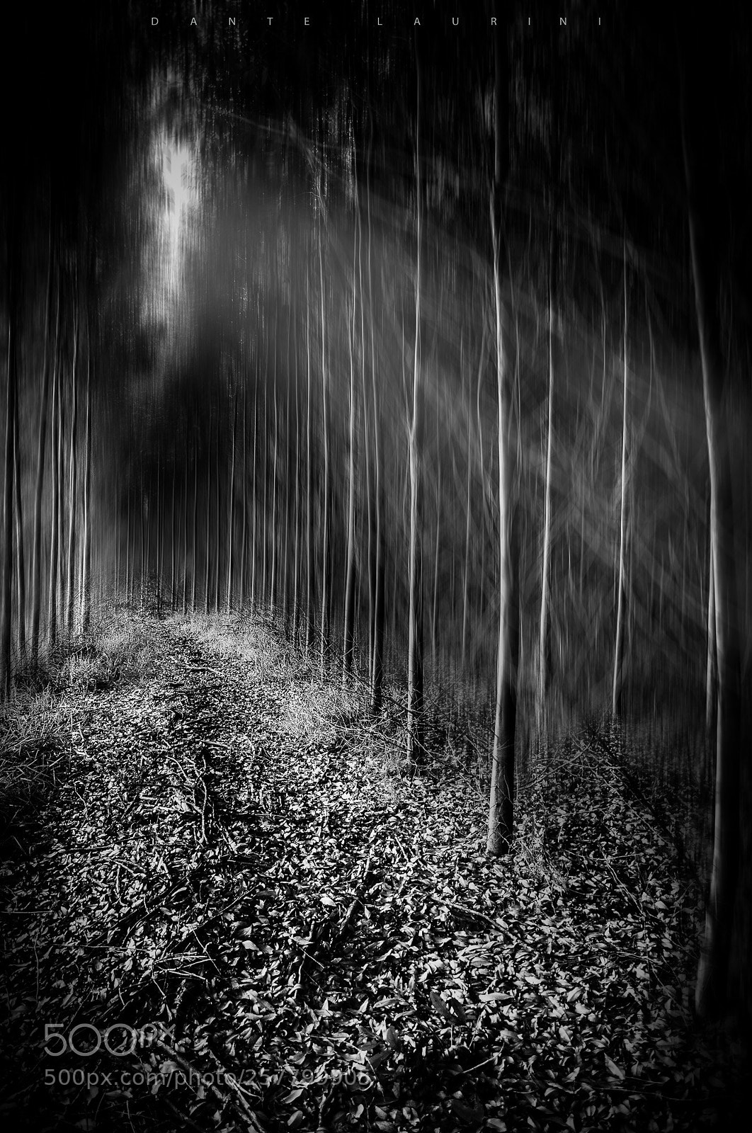Nikon D90 sample photo. Into the woods photography