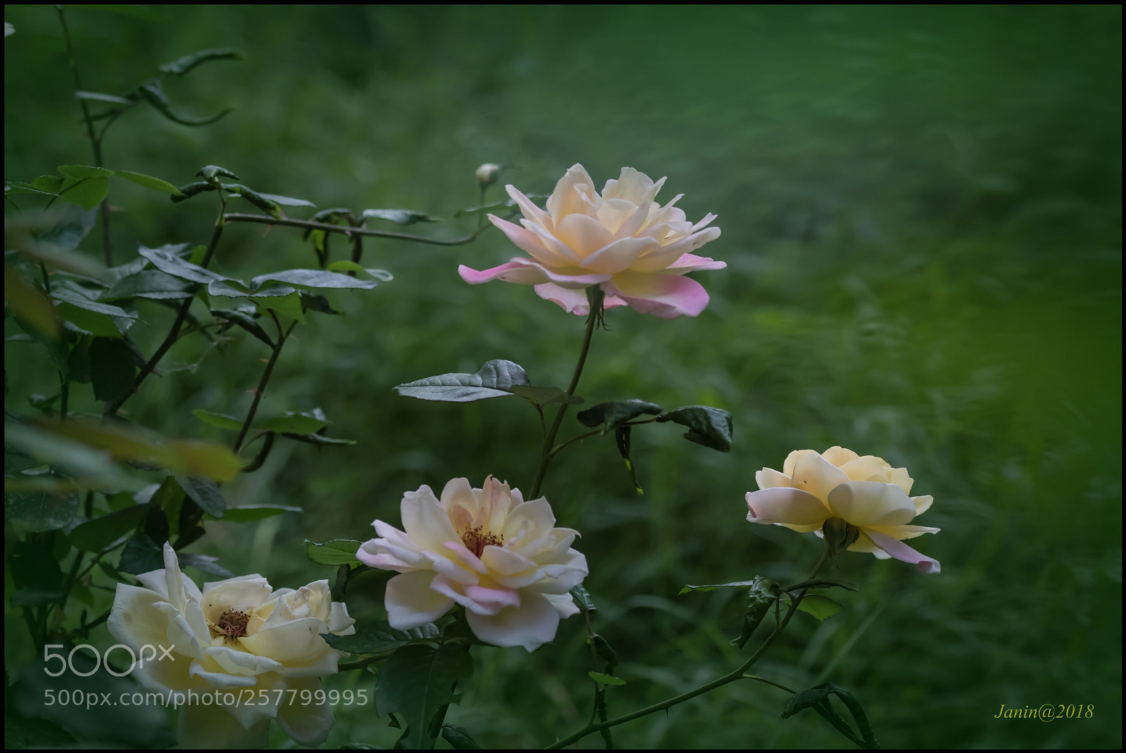 Canon EOS 77D (EOS 9000D / EOS 770D) sample photo. Roses photography