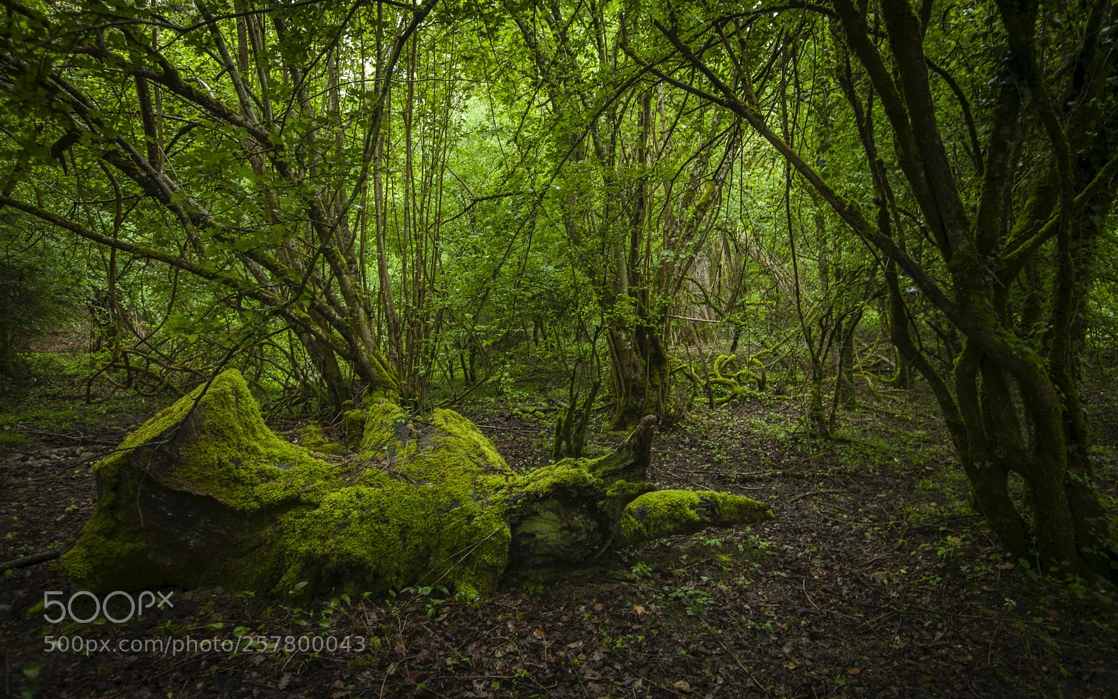 Canon EOS 5D Mark II sample photo. The enchanted forest photography