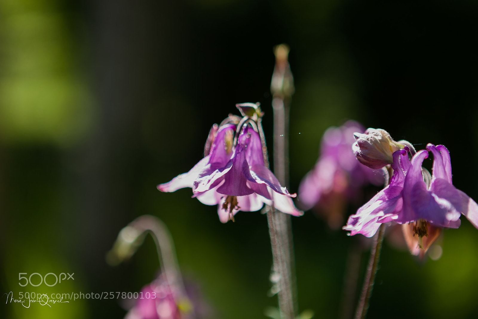 Canon EOS 5D Mark II sample photo. Jolie ancolie dans le photography