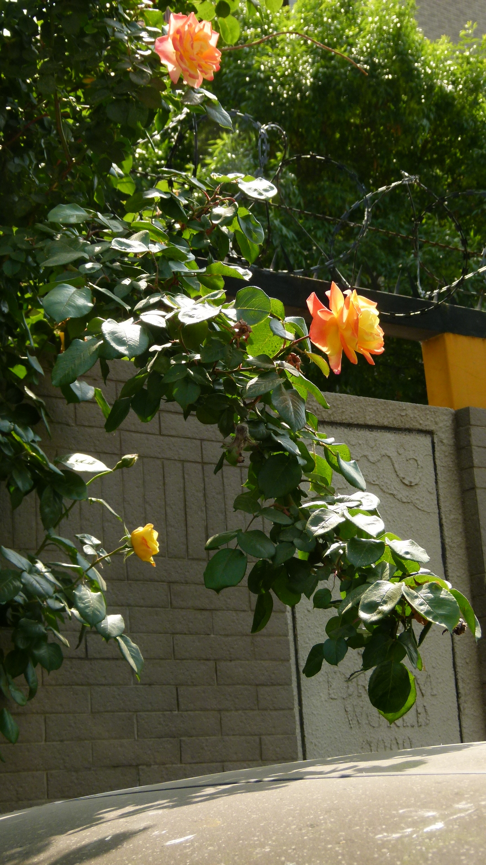 Leica V-Lux 2 sample photo