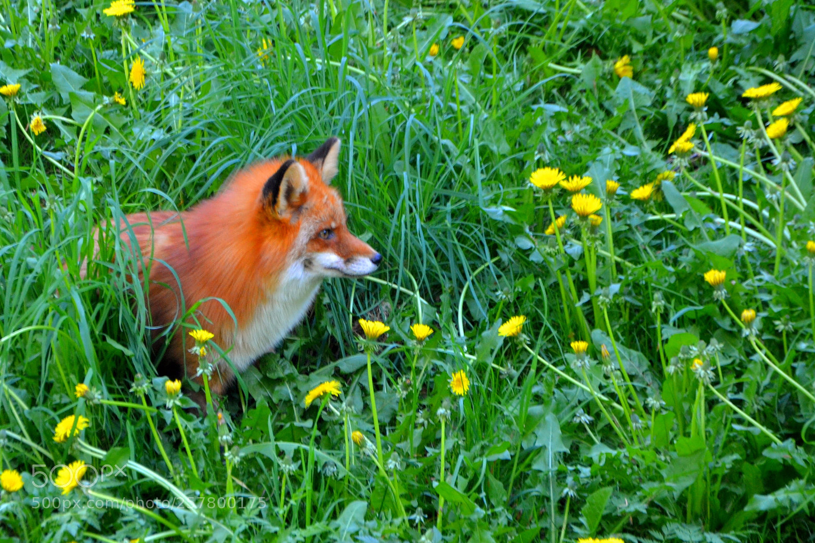 Nikon D3100 sample photo. Red fox photography