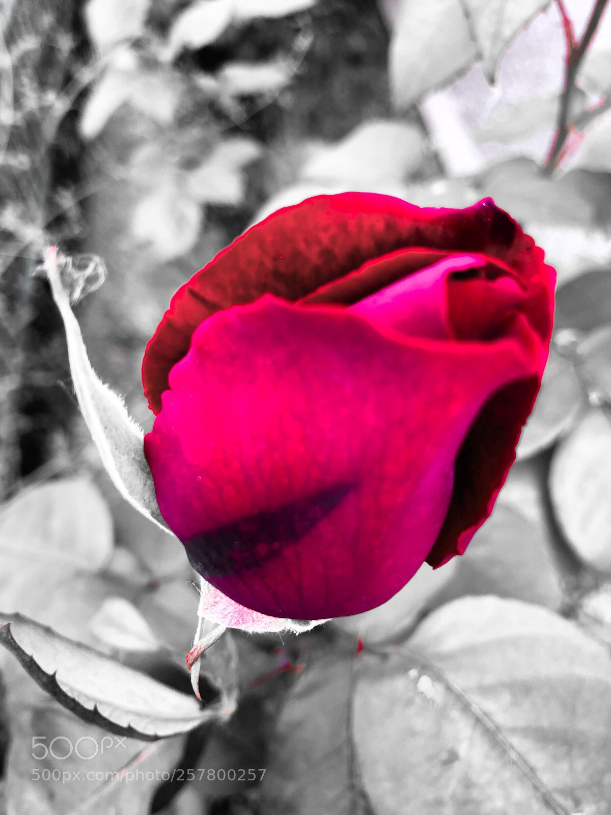 Apple iPhone 8 sample photo. Untitled photography