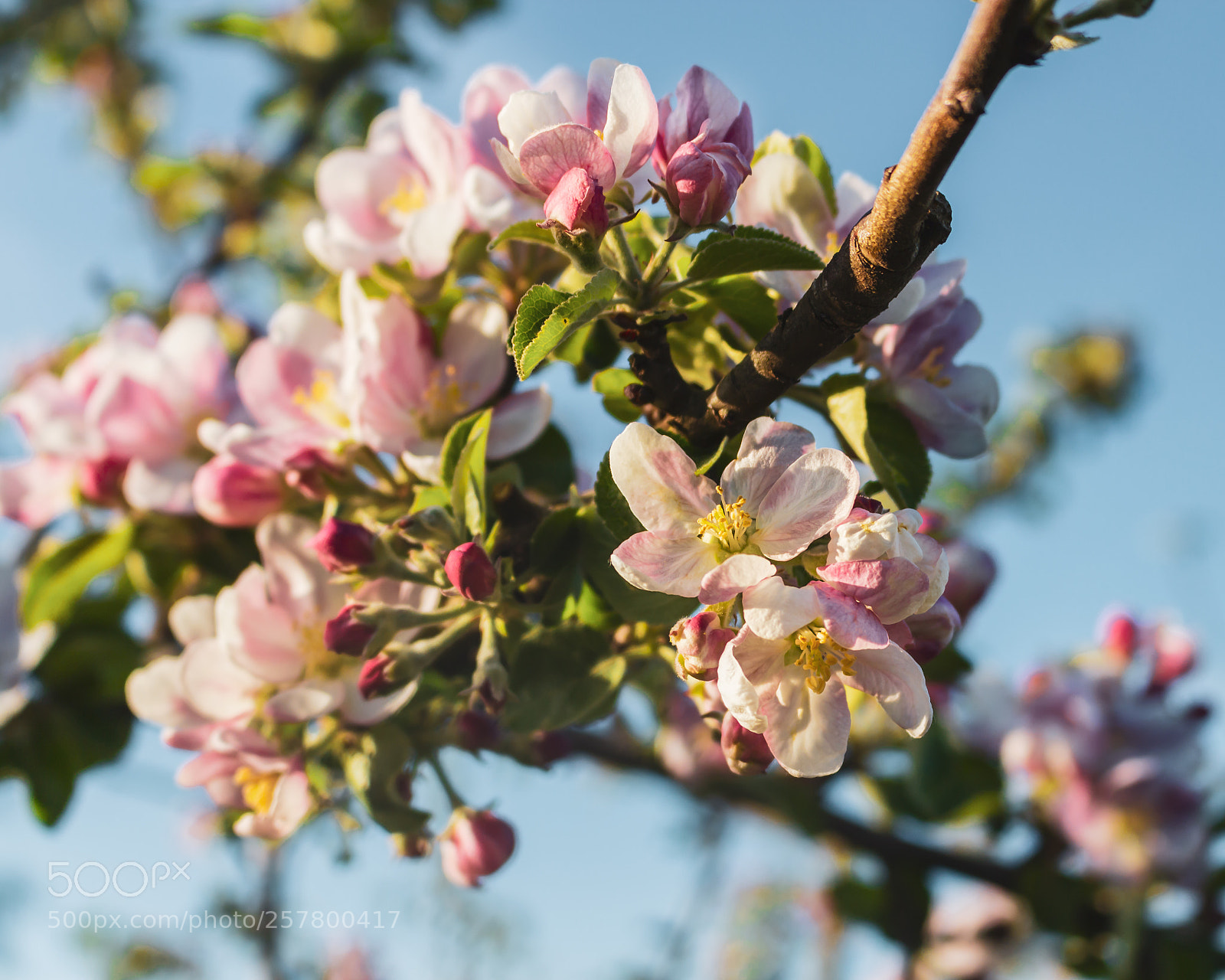Canon EOS 700D (EOS Rebel T5i / EOS Kiss X7i) sample photo. Flowers photography