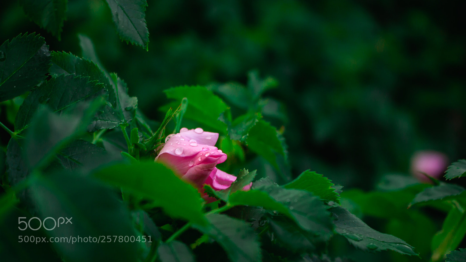 Canon EOS 700D (EOS Rebel T5i / EOS Kiss X7i) sample photo. Rose photography