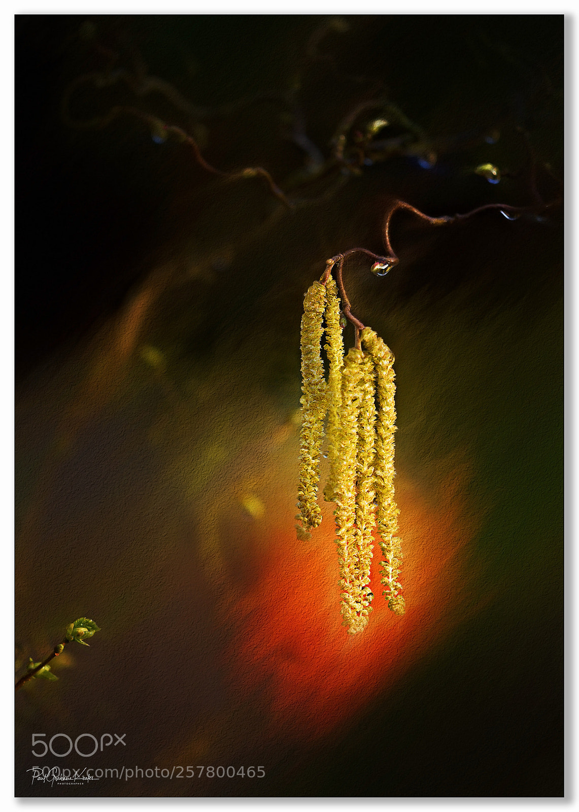 Canon EOS-1Ds Mark II sample photo. In the right light .... photography
