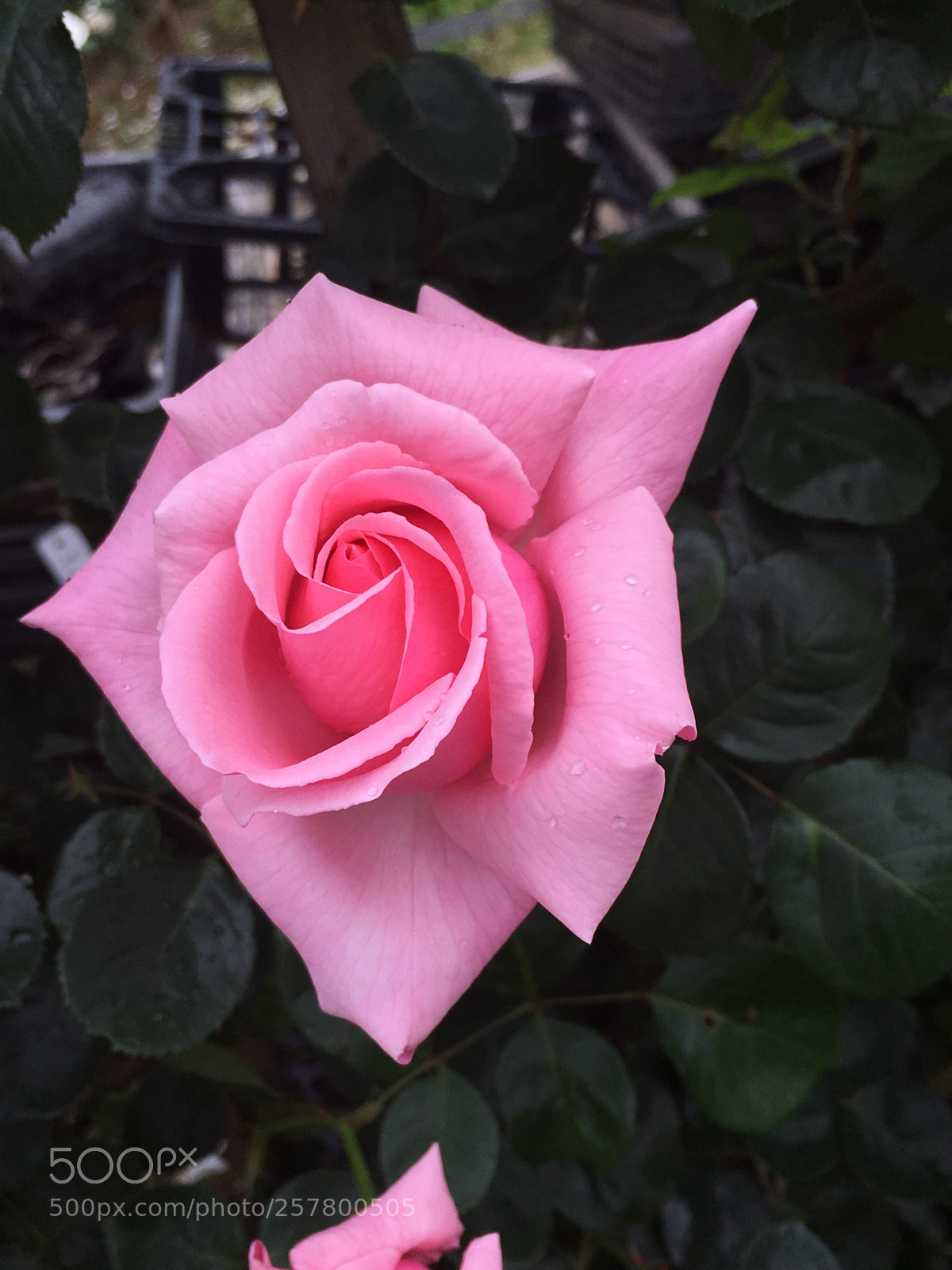 Apple iPhone 6s sample photo. Untitled photography
