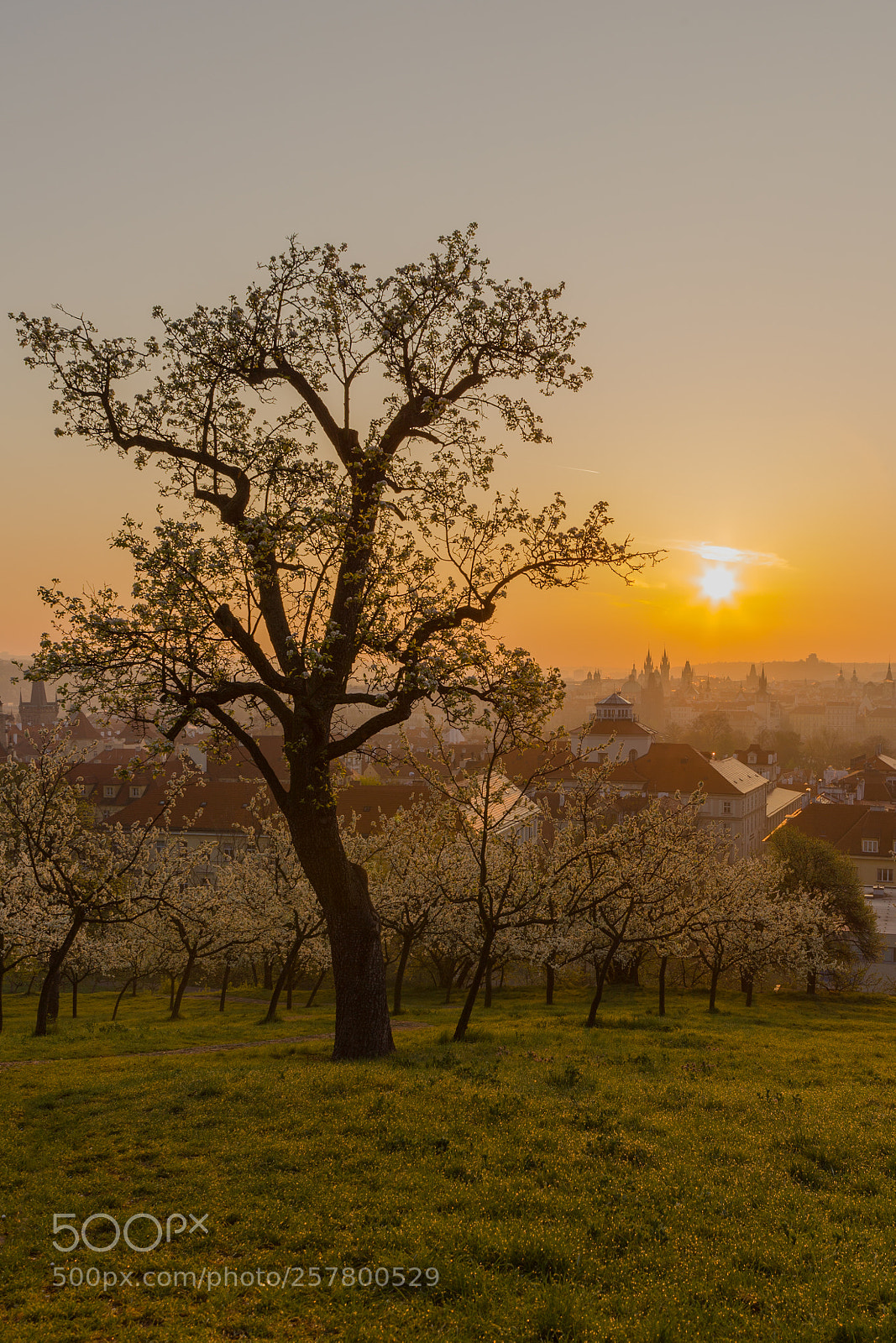 Canon EOS 5D Mark II sample photo. Spring in prague photography