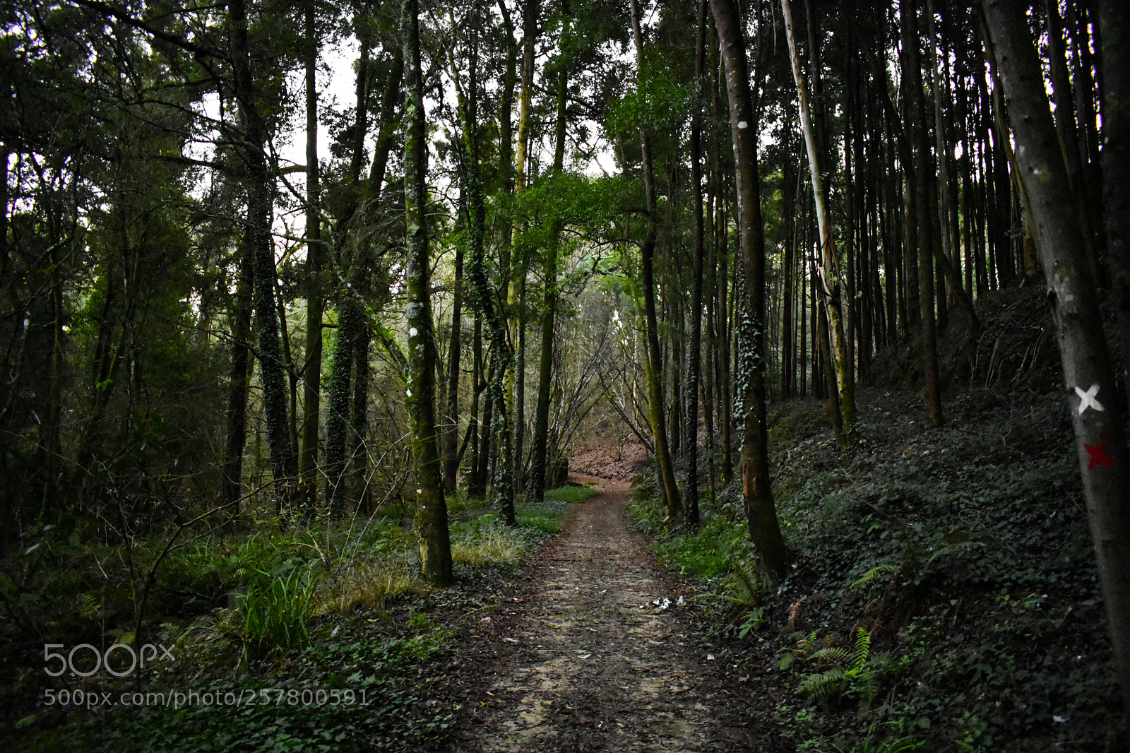 Nikon D3400 sample photo. A long way photography