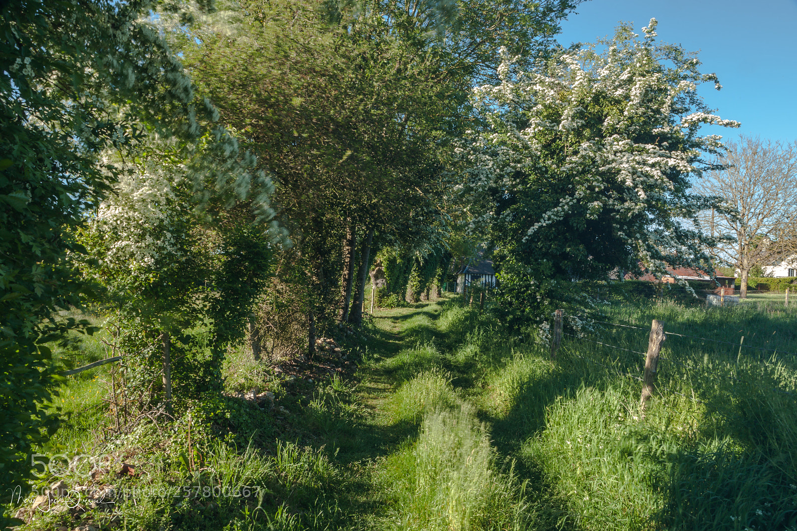 Canon EOS 5D Mark II sample photo. Ce petit chemin, qui photography