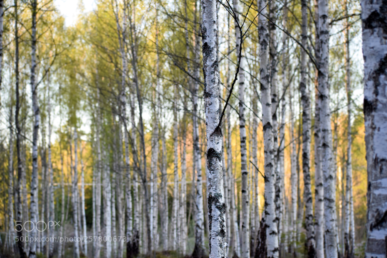 Nikon D5300 sample photo. Birch forest photography