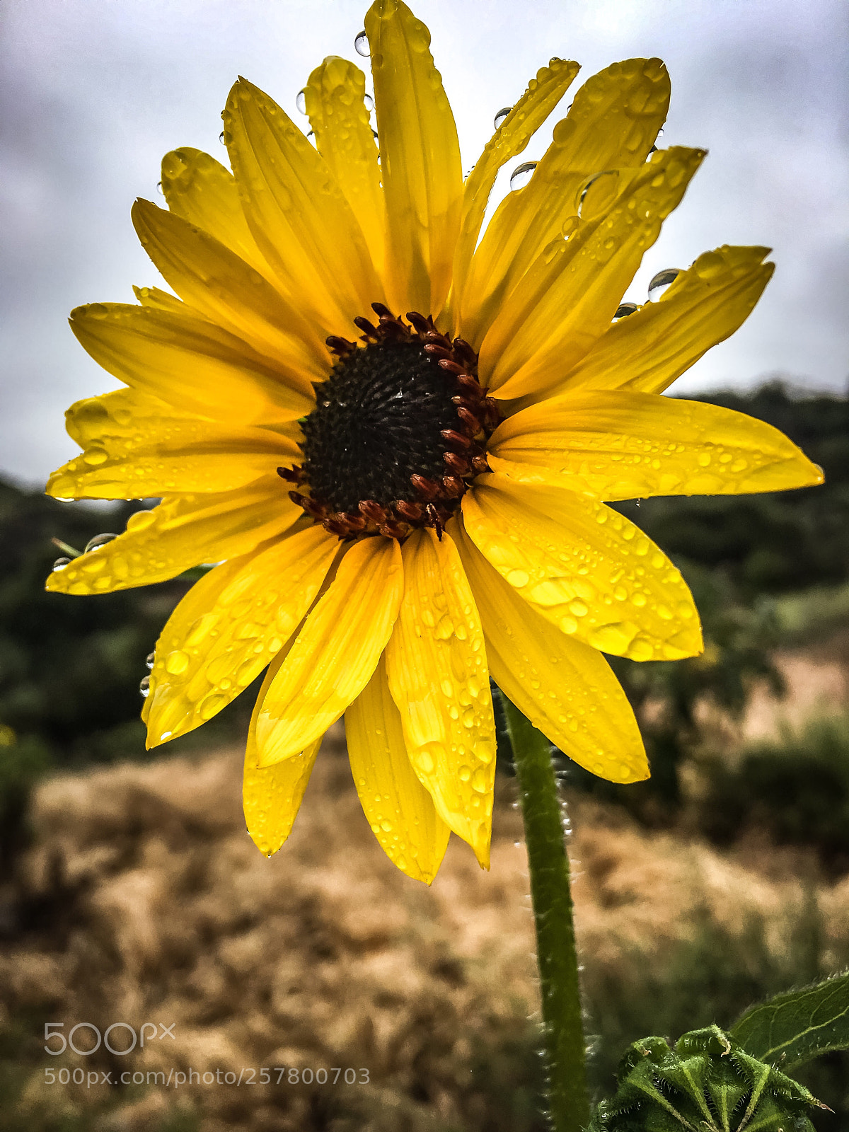 Apple iPhone 6s Plus sample photo. Bright in a dark photography