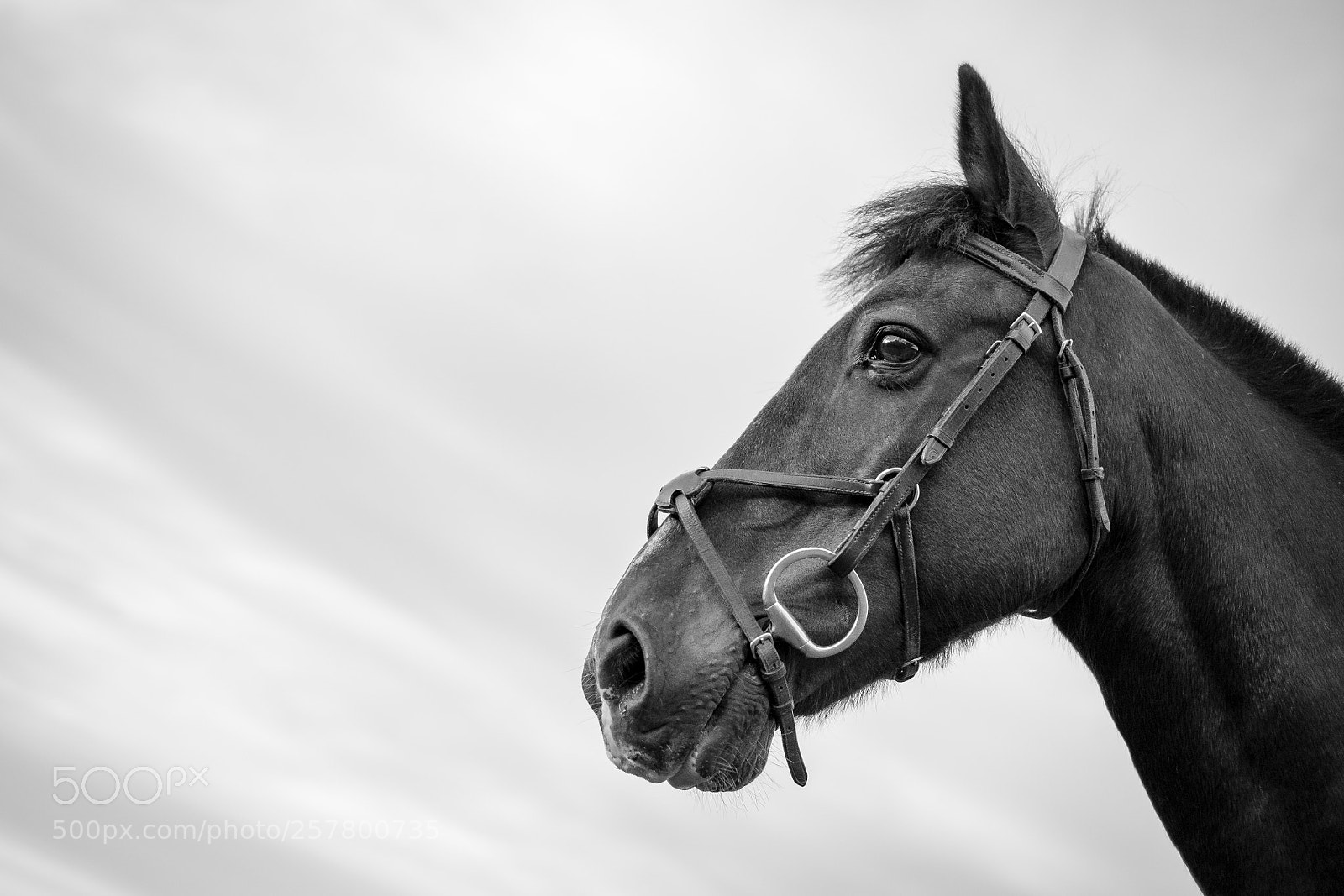 Fujifilm X-Pro1 sample photo. The farseer photography