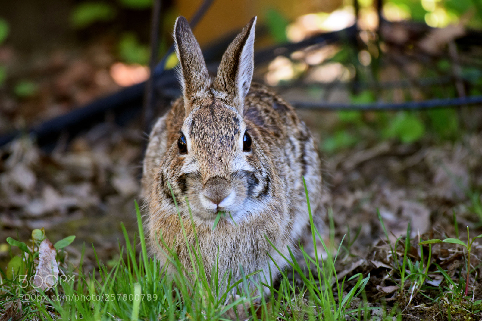 Nikon D3300 sample photo. A new friend photography