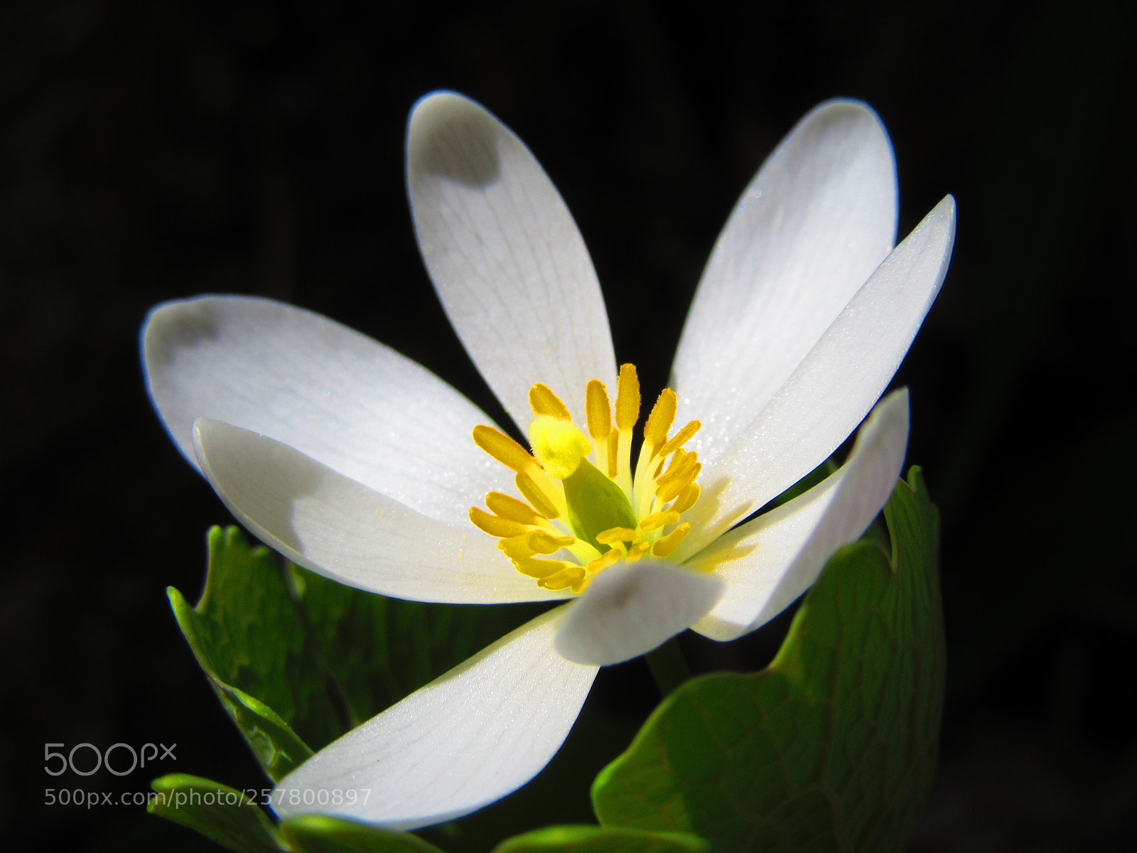 Canon PowerShot SX610 HS sample photo. Sunlit bloodroot flower photography