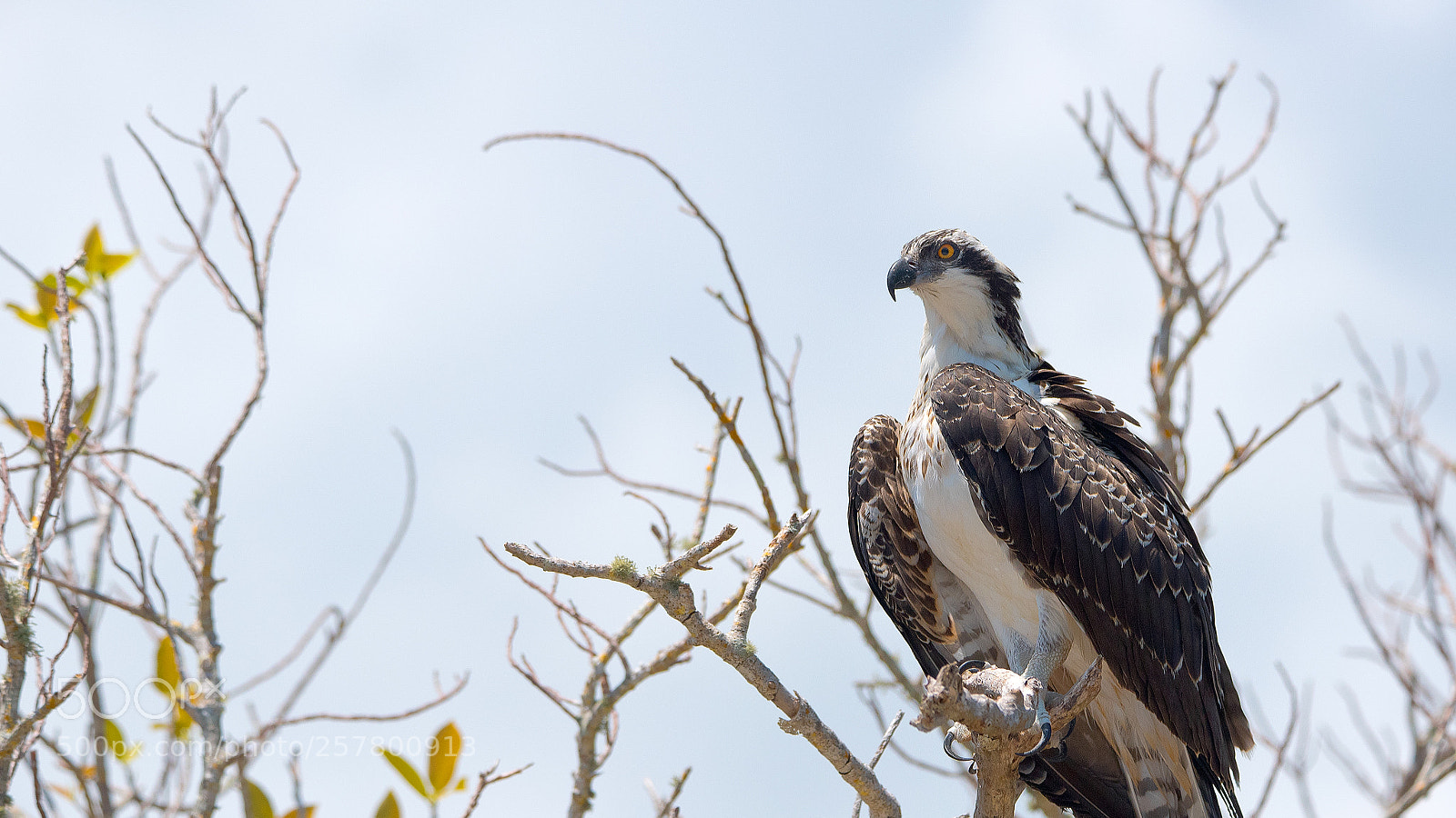 Nikon D750 sample photo. Osprey photography