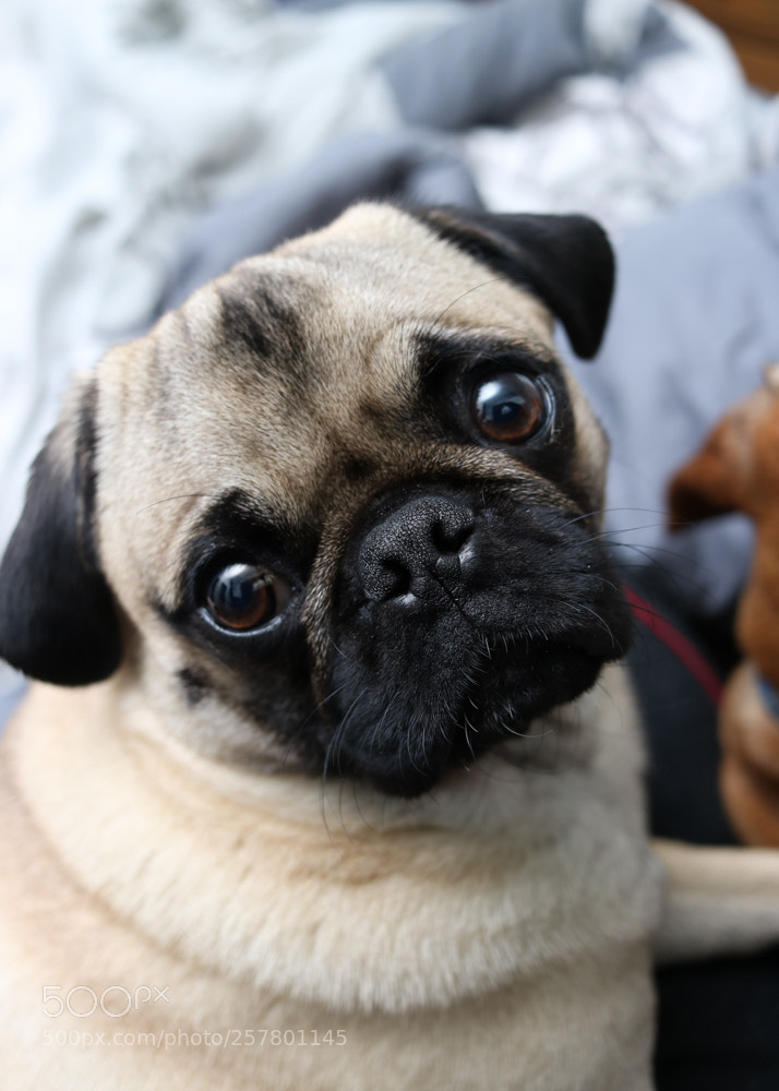 Canon EOS 750D (EOS Rebel T6i / EOS Kiss X8i) sample photo. Hamilton pug photography