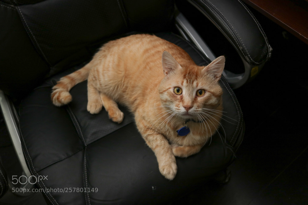 Canon EOS 750D (EOS Rebel T6i / EOS Kiss X8i) sample photo. Mason in my chair photography