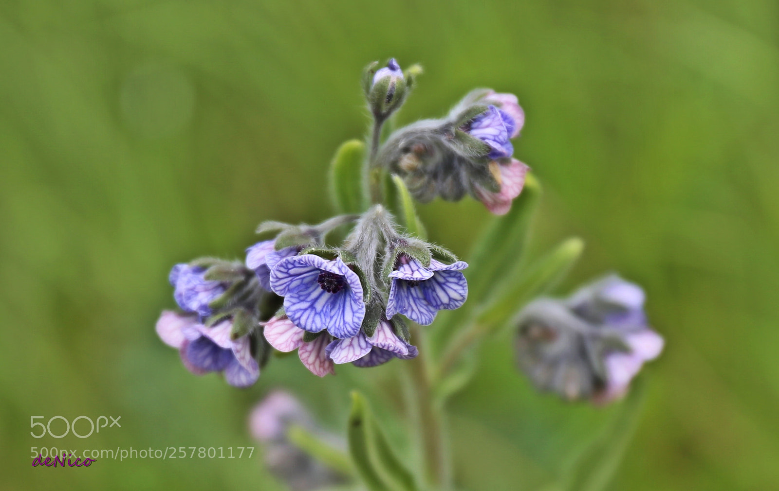 Canon EF 24-70mm F4L IS USM sample photo. Img photography
