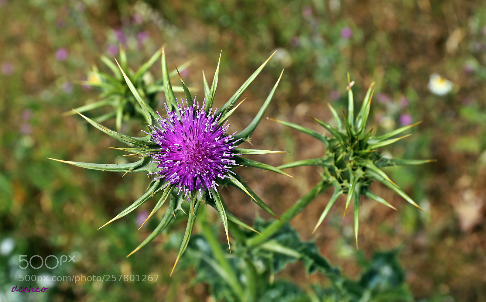 Canon EF 24-70mm F4L IS USM sample photo. Img photography